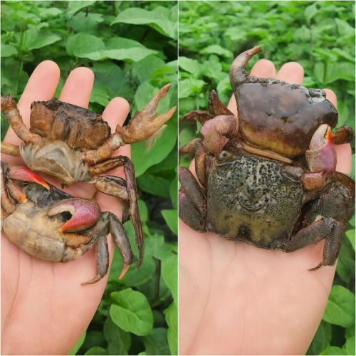 Ba Khía Với Cua Đồng Khác Nhau Như Thế Nào?